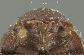 Media type: image;   Entomology 8100 Aspect: head frontal view